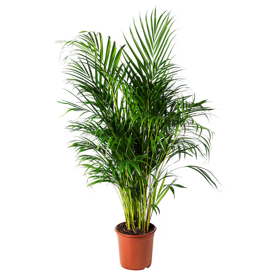 Areca Palm Multi planted (Dypsis lutescens)