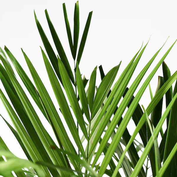 Areca Palm Multi planted (Dypsis lutescens)
