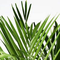 Areca Palm Multi planted (Dypsis lutescens)
