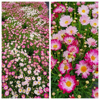 Daisy Bicolour Rose (Argyranthemum)
