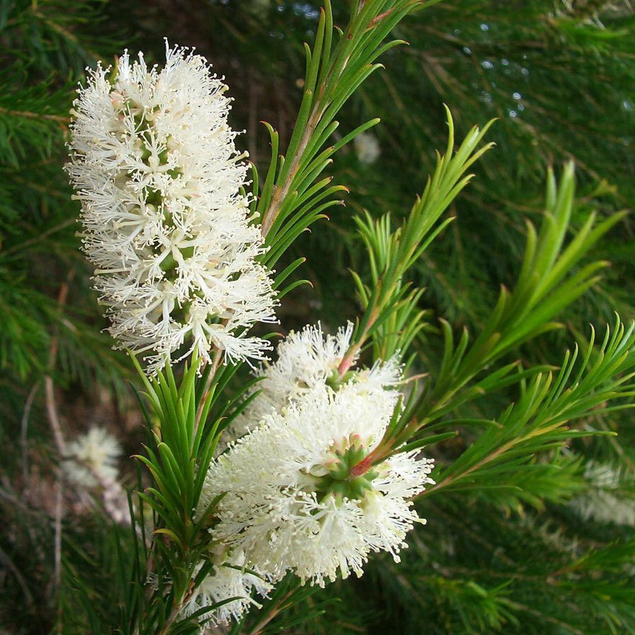 Bracelet Honey Myrtle (Melaleuca armillaris) - Ladybird Nursery