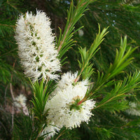 Bracelet Honey Myrtle (Melaleuca armillaris)