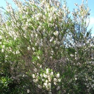 Bracelet Honey Myrtle Pink (Melaleuca armillaris)