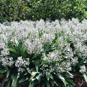 Rengarenga Lily Matapouri Bay (Arthropodium cirratum) - Ladybird Nursery