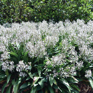 Rengarenga Lily Matapouri Bay (Arthropodium cirratum)