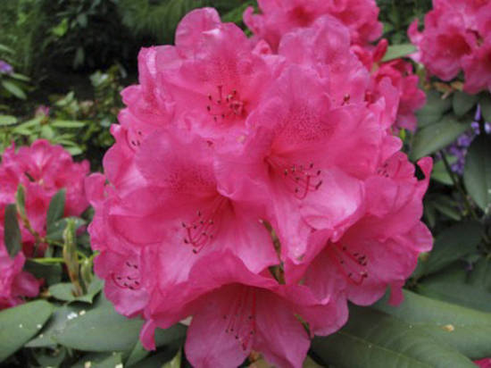 Rhododendron Anna Rose