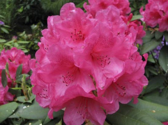 Rhododendron Anna Rose - Ladybird Nursery