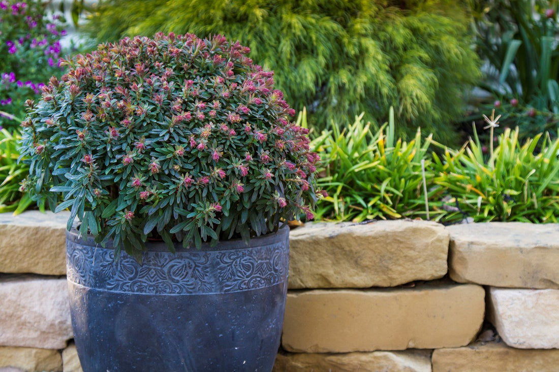 Liliput Spurge (Euphorbia Ascot) - Ladybird Nursery