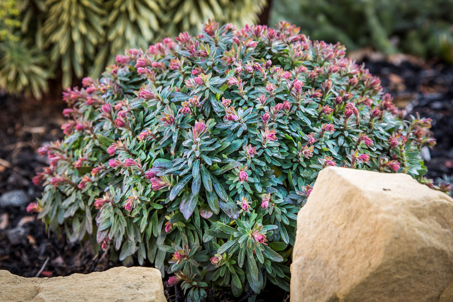 Liliput Spurge (Euphorbia Ascot)