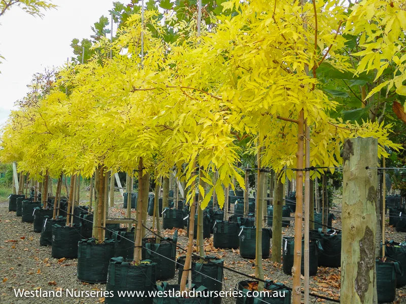 Aurea Golden Ash (Fraxinus excelsior)