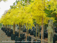 Aurea Golden Ash (Fraxinus excelsior)