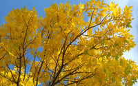 Aurea Golden Ash (Fraxinus excelsior)