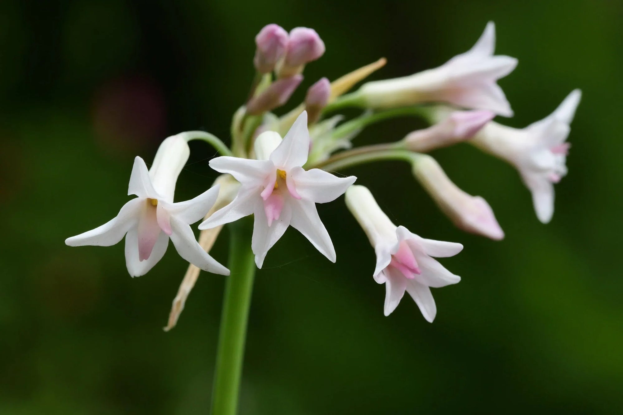 Society Garlic Ashanti Pearl (Tulbaghia violacea) - Ladybird Nursery