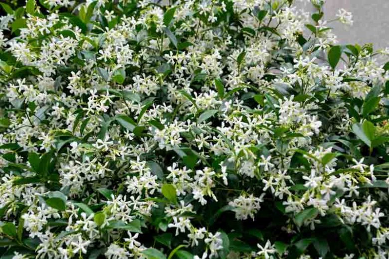 Asian Jasmine (Trachelospermum asiaticum)