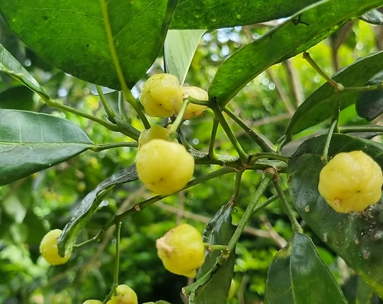 Lemon Aspen (Acronychia acidula)