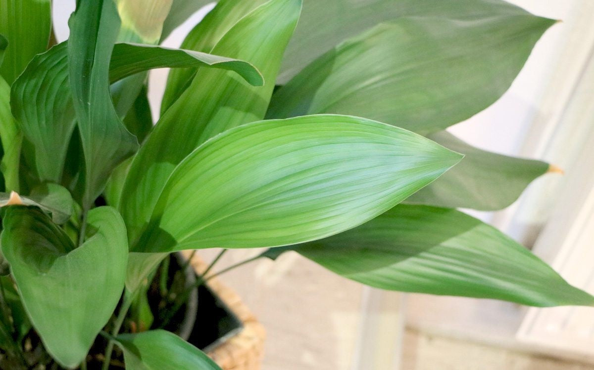 Cast Iron Plant (Aspidistra elatior)
