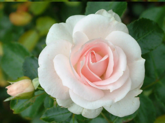 Rose ‘Aspirin Floribunda’ 2ft Standard - Ladybird Nursery
