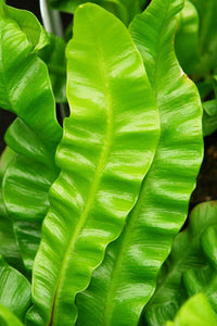 Bird's Nest Fern (Asplenium australasicum)