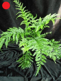 Island Beauty Fern (Asplenium Island)