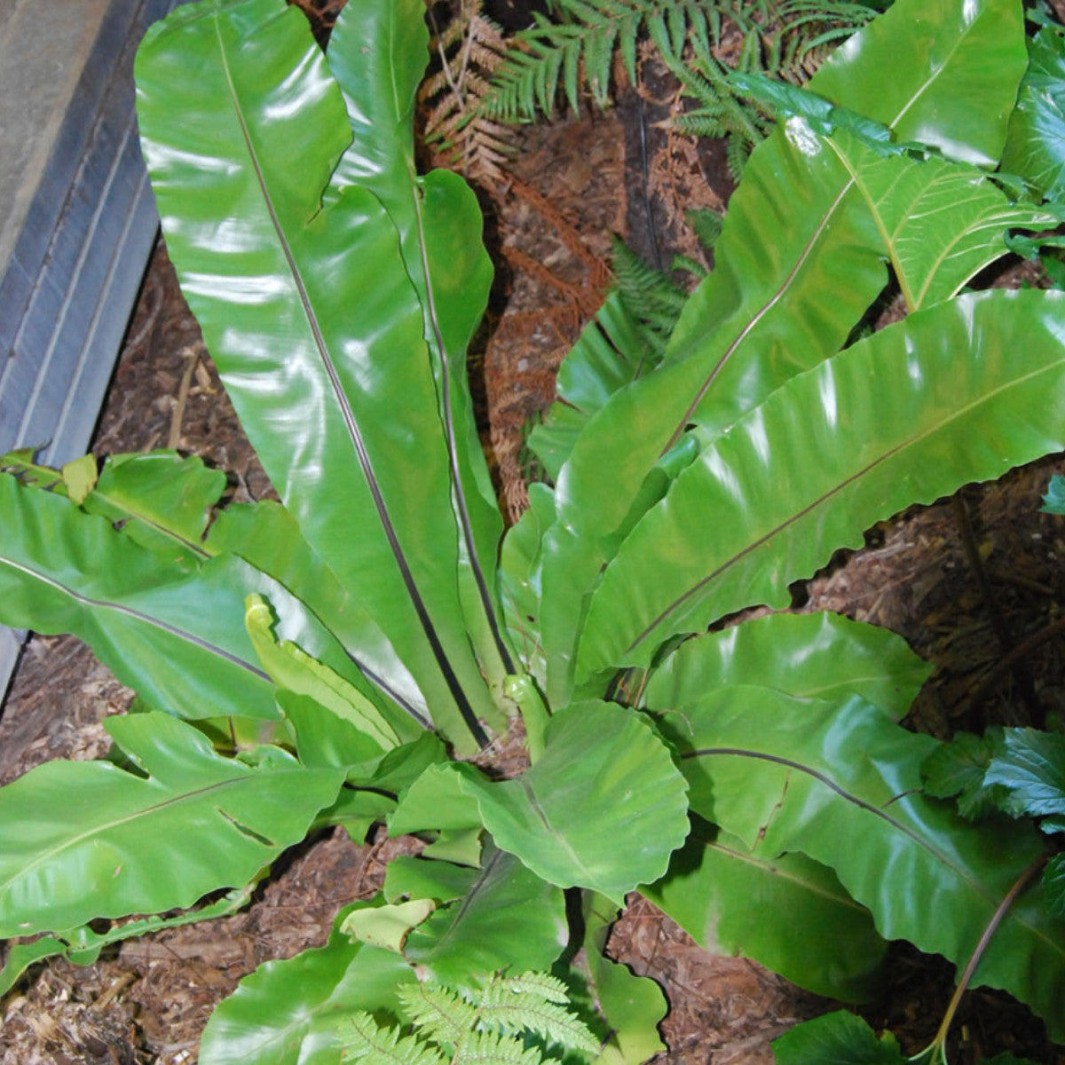 Harmann's Fern (Asplenium harmanii)