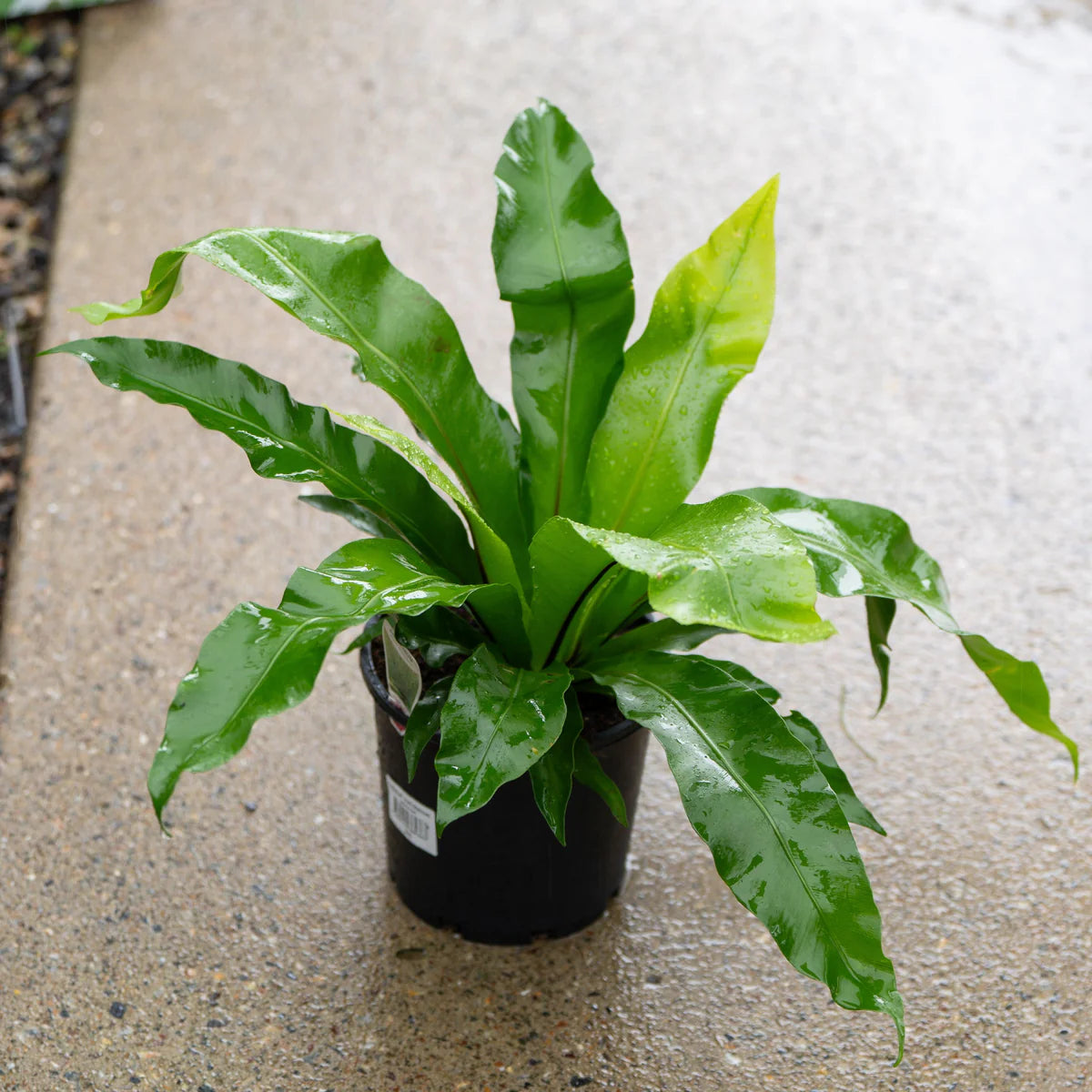 Crissie Bird's Nest Fern (Asplenium nidus)