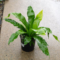 Crissie Bird's Nest Fern (Asplenium nidus)
