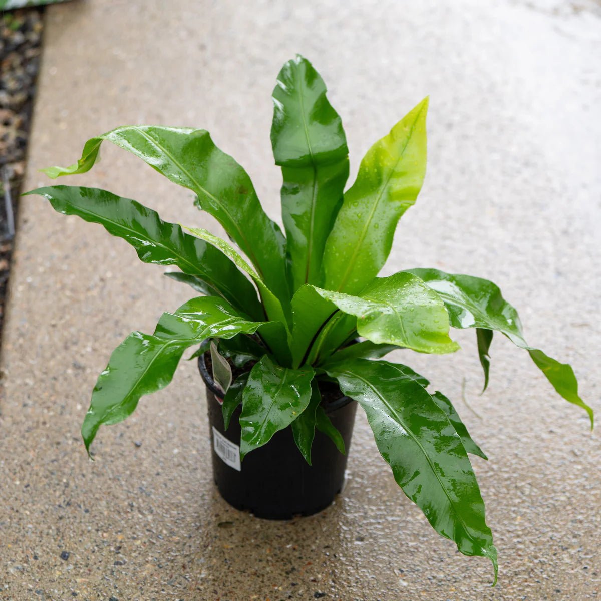 Crissie Bird's Nest Fern (Asplenium nidus) - Ladybird Nursery