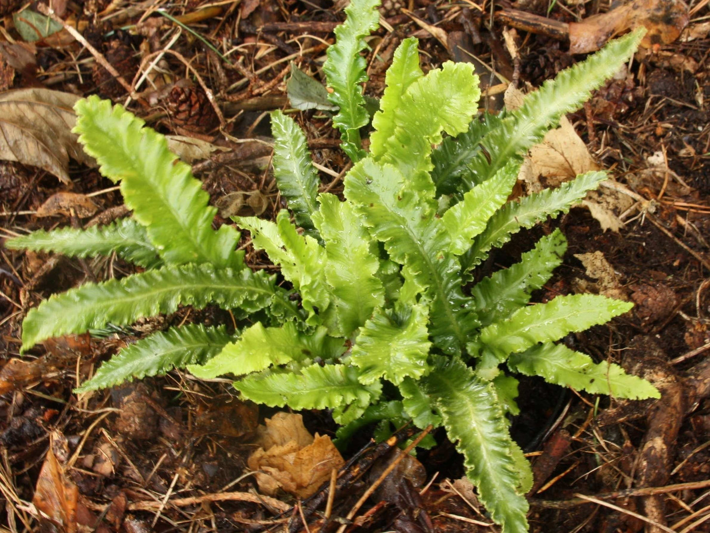 Hart's Tongue Fern Harts (Asplenium scolopendrium)