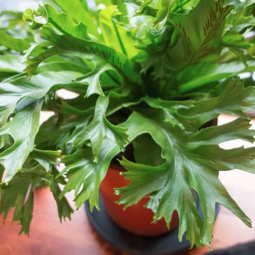 Bird's Nest Fern Cristata (Asplenium australasicum)