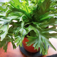 Bird's Nest Fern Cristata (Asplenium australasicum)