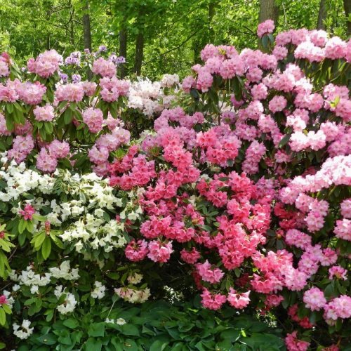 Rhododendron spp. Assorted
