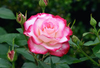 Rose Assorted Roses (Rosa spp.) - Ladybird Nursery