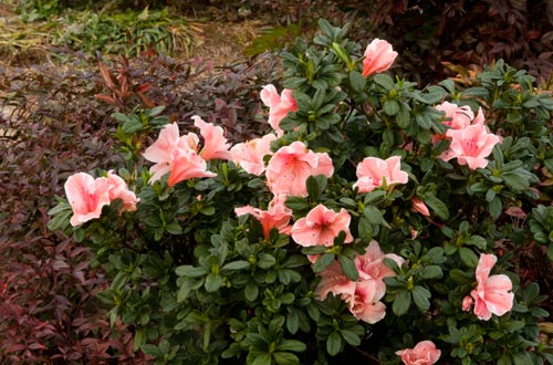 Azalea ENCORE AUTUMN SUNBURST™