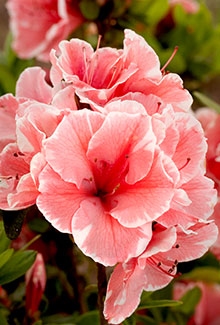 Azalea ENCORE AUTUMN SUNBURST™