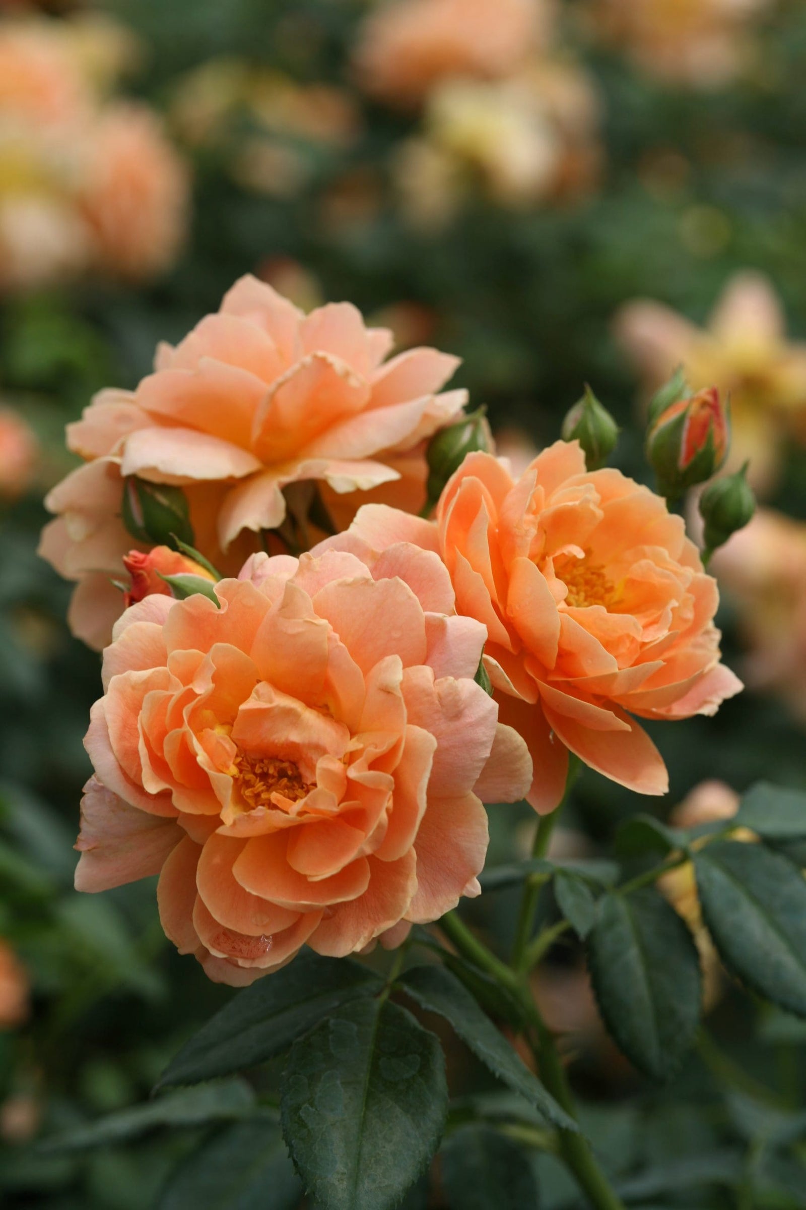 Rosa Terrazza® Fragrance Dusty Pink (Rosa) - Ladybird Nursery