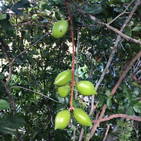Atherton Almond/Oak - Ladybird Nursery