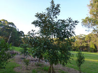Atherton Oak (Athertonia diversifolia)
