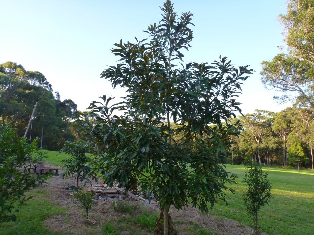Atherton Oak (Athertonia diversifolia) - Ladybird Nursery