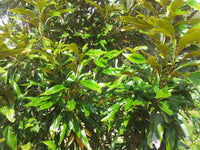 Atherton Oak (Athertonia diversifolia) - Ladybird Nursery
