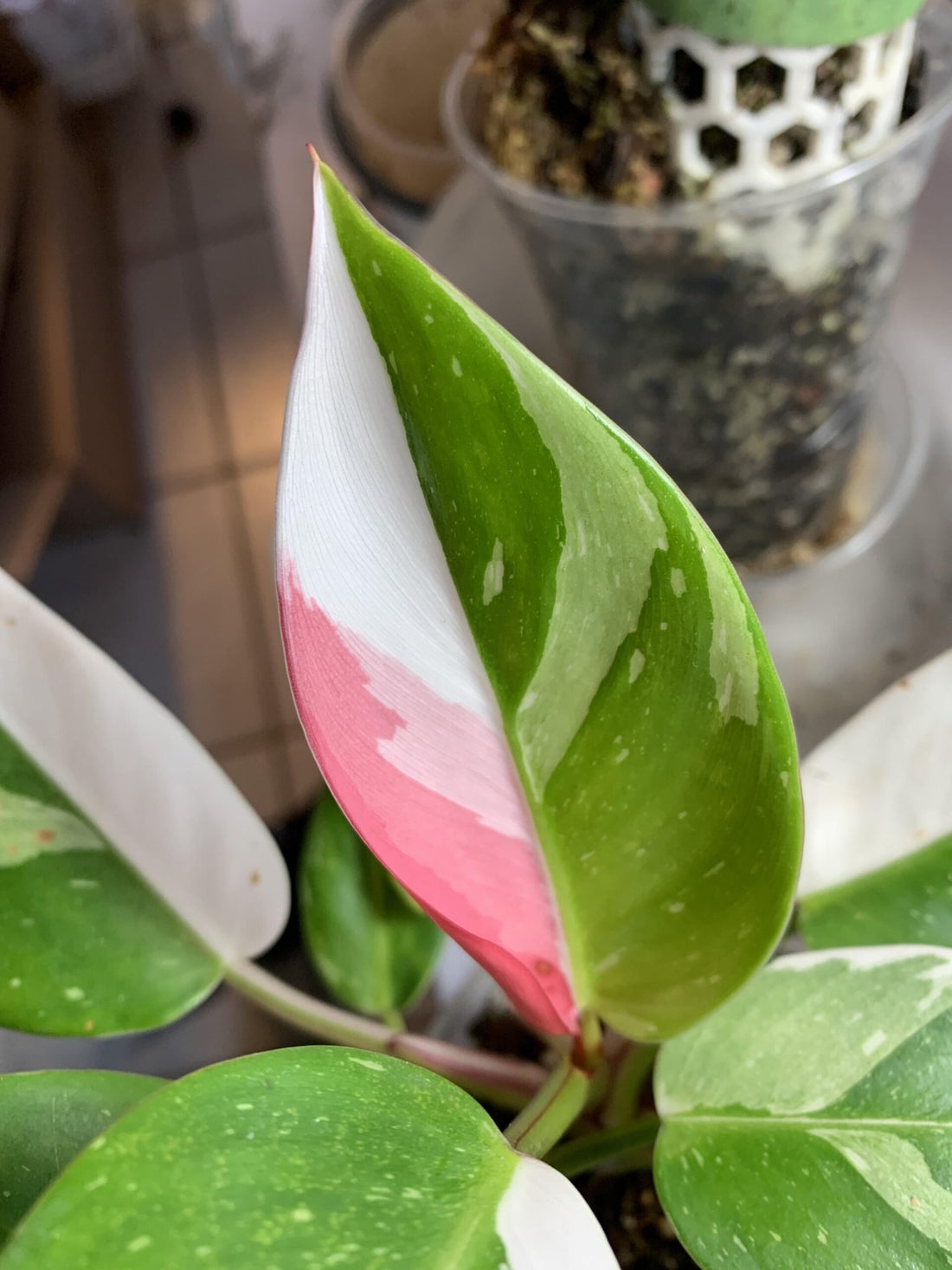 Philodendron 'White Princess' - Ladybird Nursery