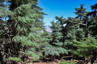 Atlas Cedar Seedling (Cedrus atlantica) - Ladybird Nursery
