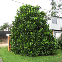 Randia fitzalanii - Ladybird Nursery