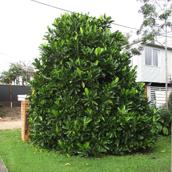 Randia fitzalanii - Ladybird Nursery