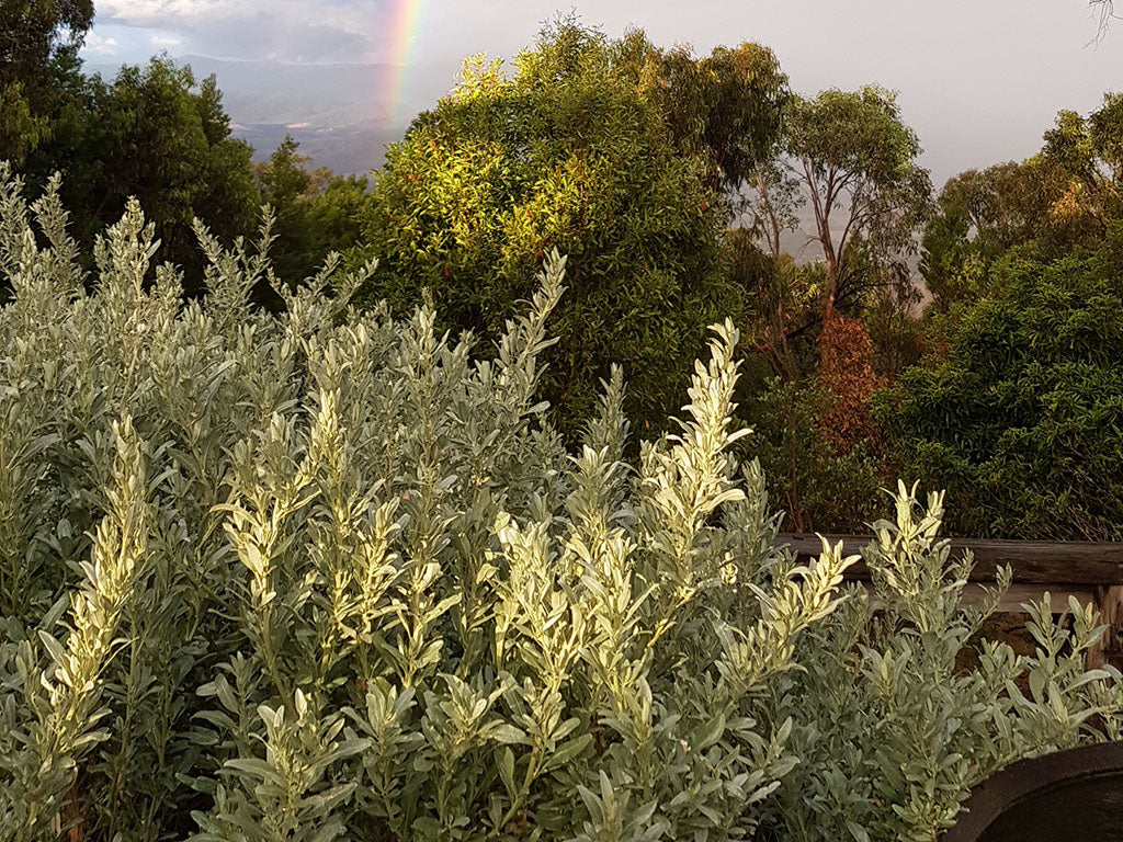 Coastal Saltbush (Atriplex cinerea)