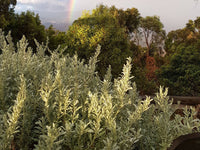 Coastal Saltbush (Atriplex cinerea) - Ladybird Nursery