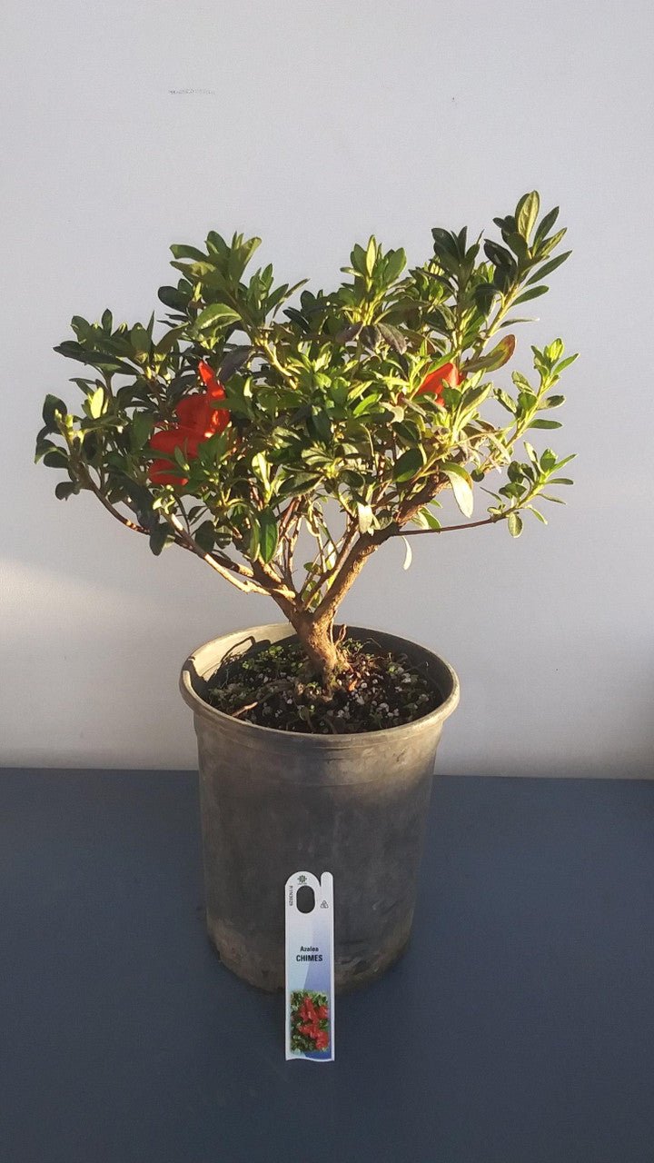 Azalea indica Orange Chimes - Ladybird Nursery