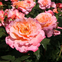 Rose ‘Augusta Luise Floribunda’ 2ft Standard - Ladybird Nursery