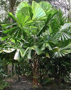 Australian Fan Palm (Licuala ramsayi)
