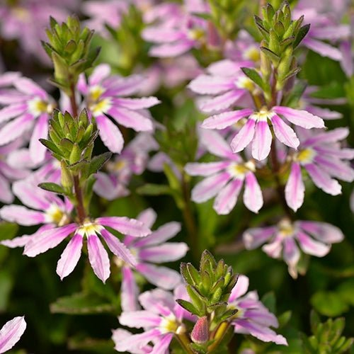 Fan Flower (Scaevola aemula) - Ladybird Nursery