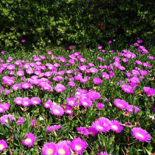 Aussie Rambler (CAR10) (Carpobrotus glaucescens) - Ladybird Nursery